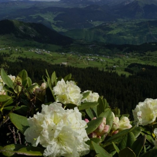 Rhododendron caucasicum